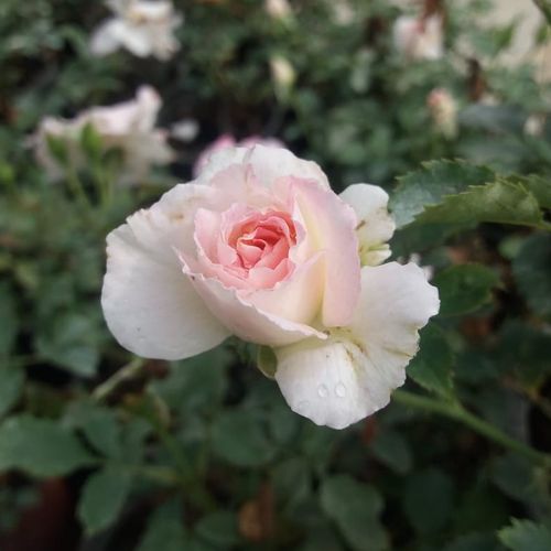 Rosa Tanelaigib - roz - Trandafir copac cu trunchi înalt - cu flori teahibrid - coroană tufiș